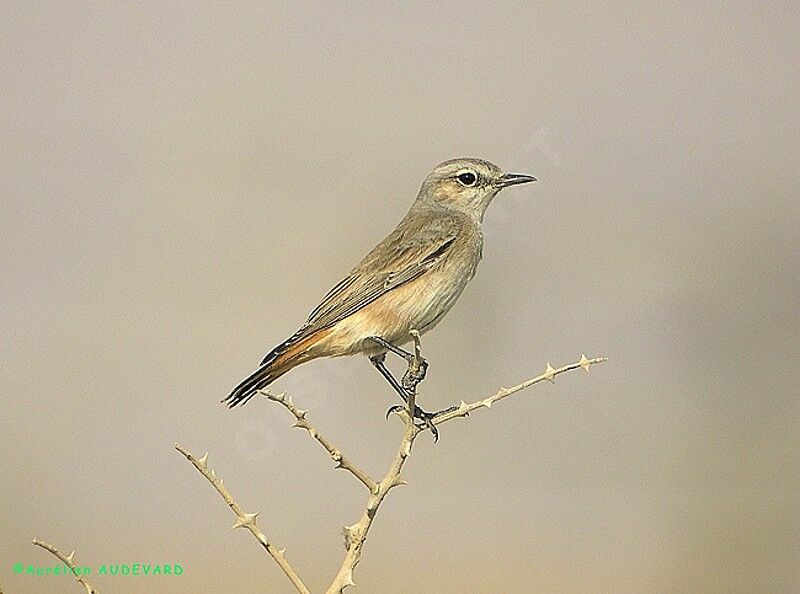 Red-tailed Wheatear