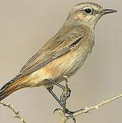 Red-tailed Wheatear