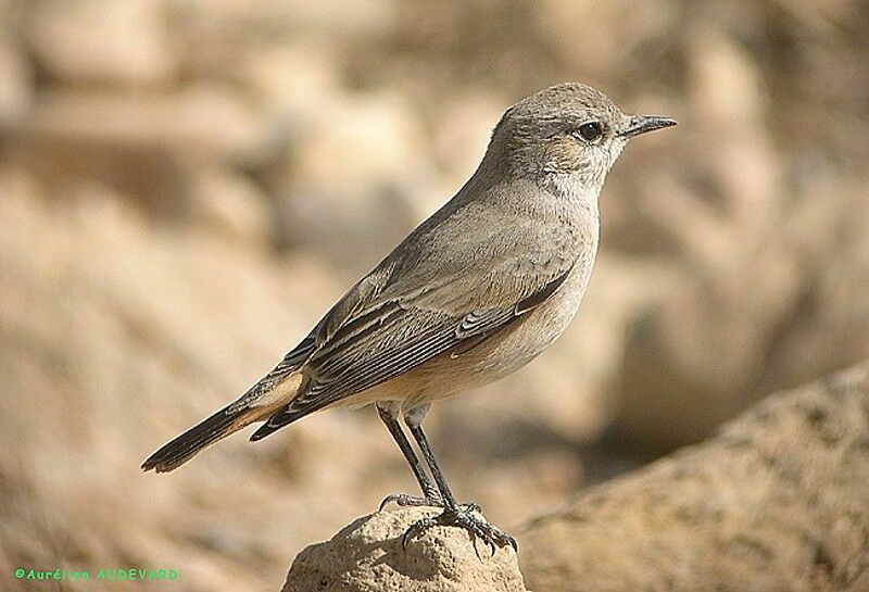 Red-tailed Wheatear