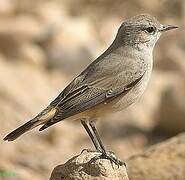 Red-tailed Wheatear