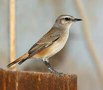 Red-tailed Wheatear