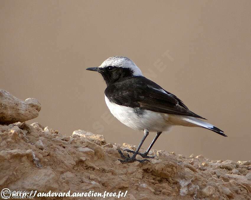 Mourning Wheatear male adult breeding, identification