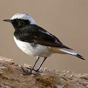 Mourning Wheatear