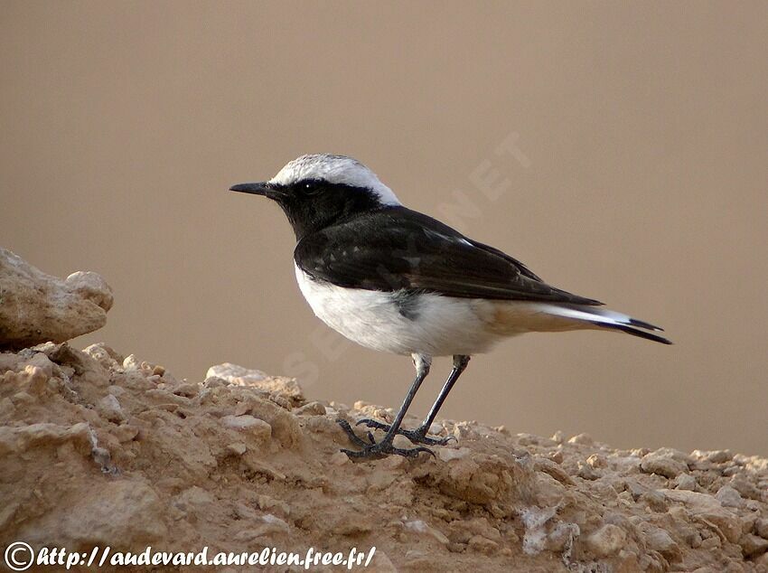 Mourning Wheatear male adult breeding, identification