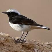 Mourning Wheatear