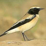 Desert Wheatear