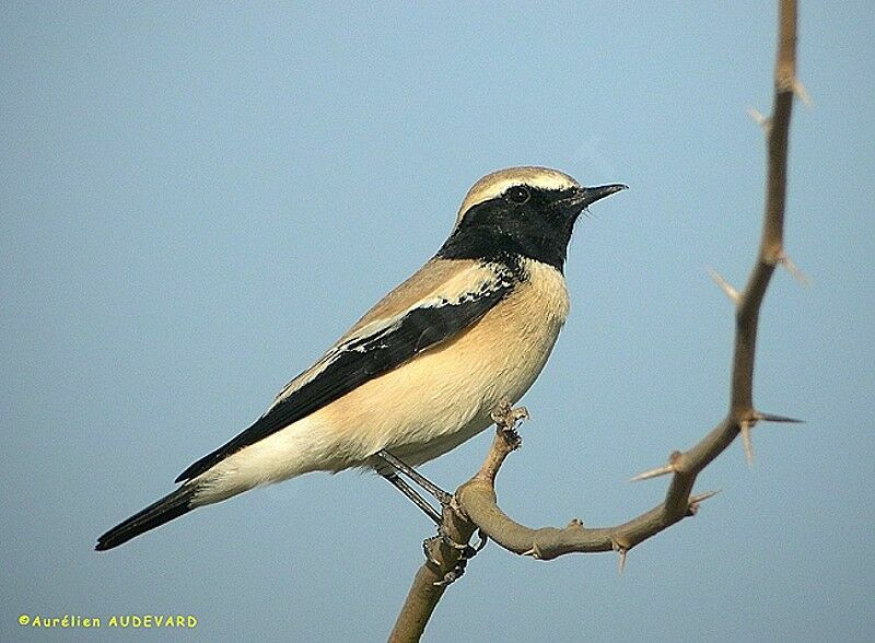 Desert Wheatear