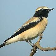 Desert Wheatear