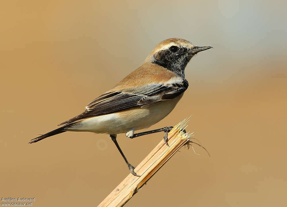 Desert Wheatear male adult post breeding, pigmentation, Behaviour