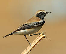 Desert Wheatear