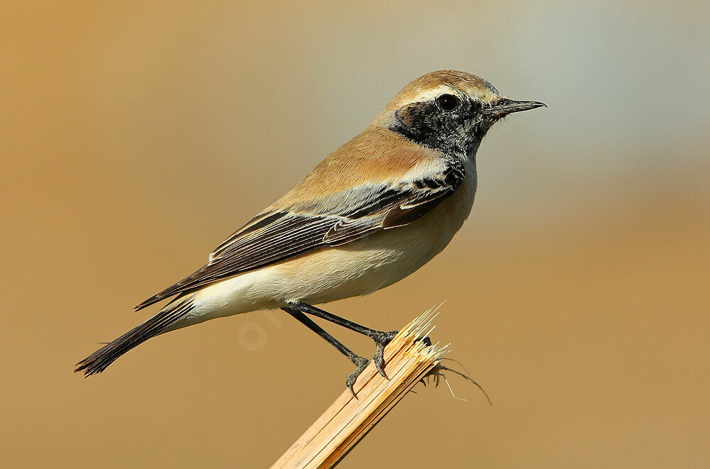 Desert Wheatear