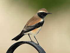 Desert Wheatear