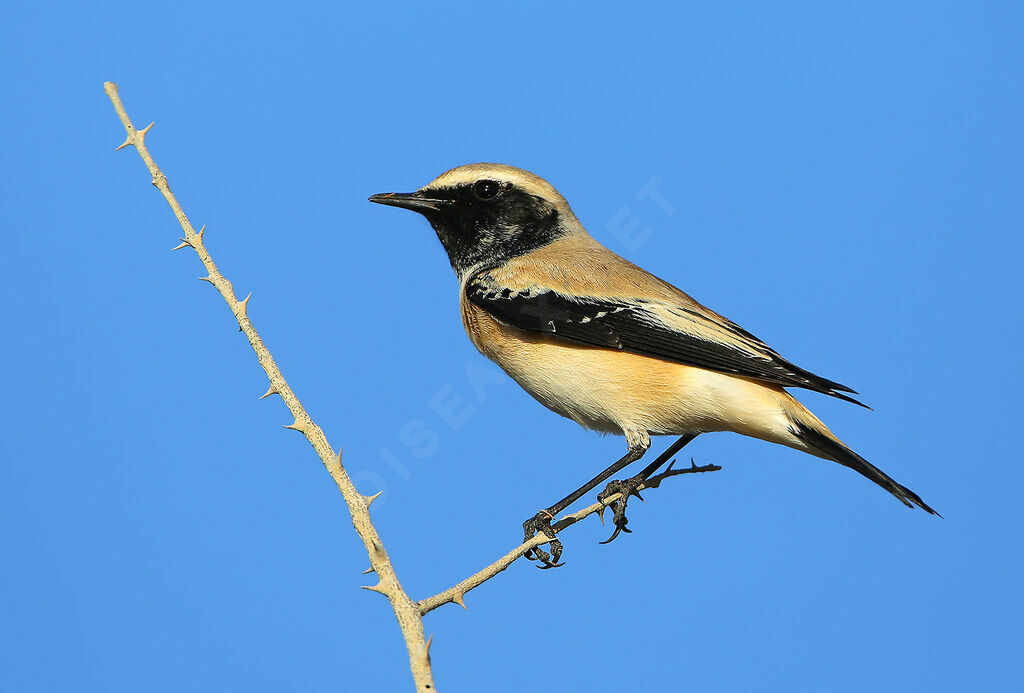 Desert Wheatear male adult