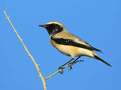 Desert Wheatear