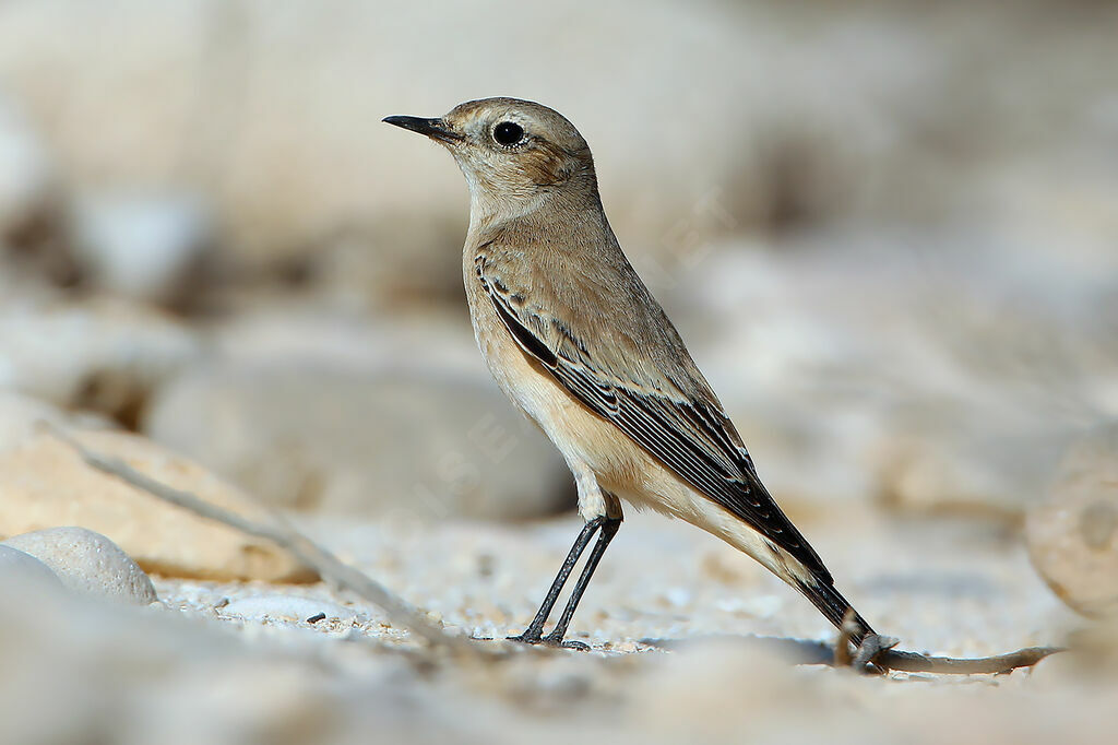 Desert Wheatear female adult