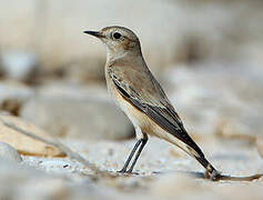 Desert Wheatear