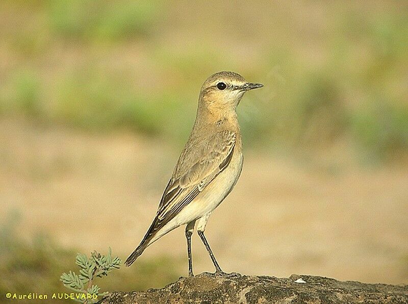 Isabelline Wheatear