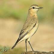 Isabelline Wheatear