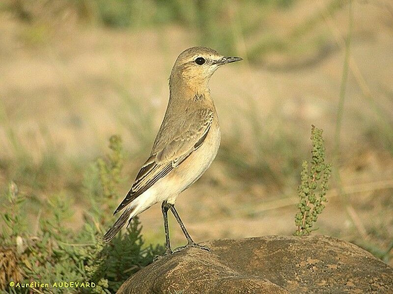 Isabelline Wheatear