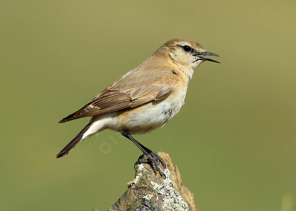 Isabelline Wheatear male adult breeding