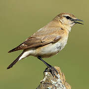 Isabelline Wheatear