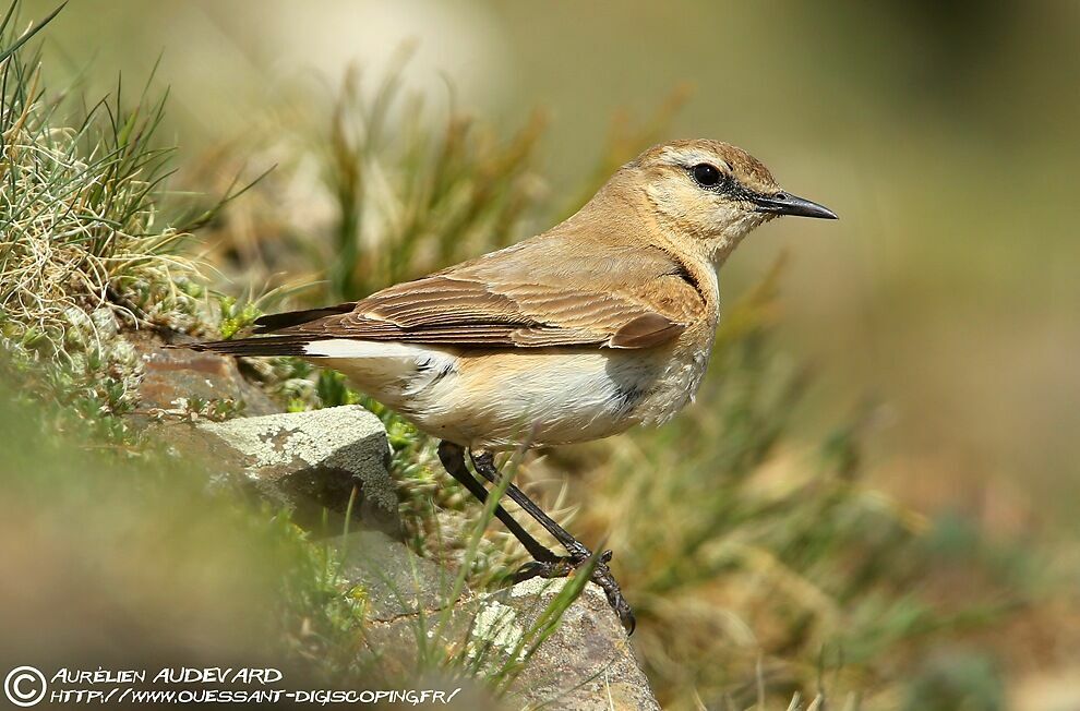 Isabelline Wheatear