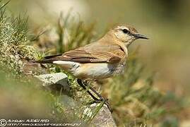 Isabelline Wheatear