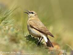 Isabelline Wheatear