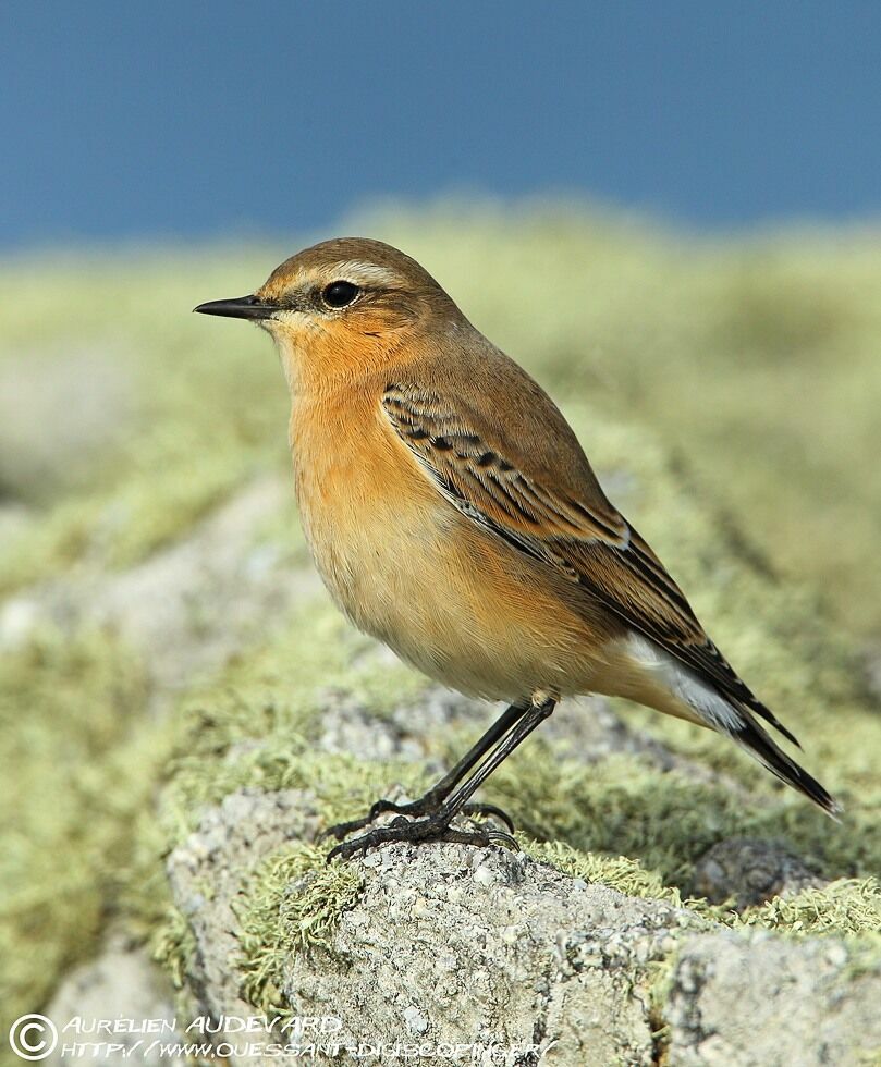 Northern Wheatearjuvenile