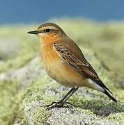 Northern Wheatear