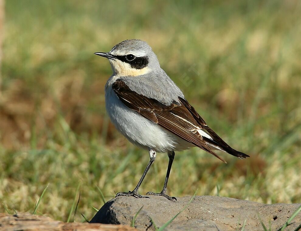 Northern Wheatear male adult breeding, identification