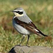 Northern Wheatear