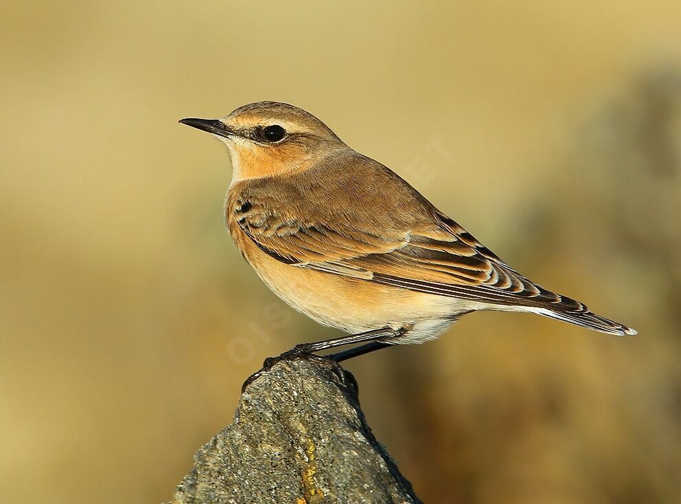 Northern WheatearFirst year