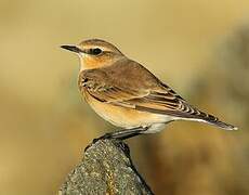 Northern Wheatear