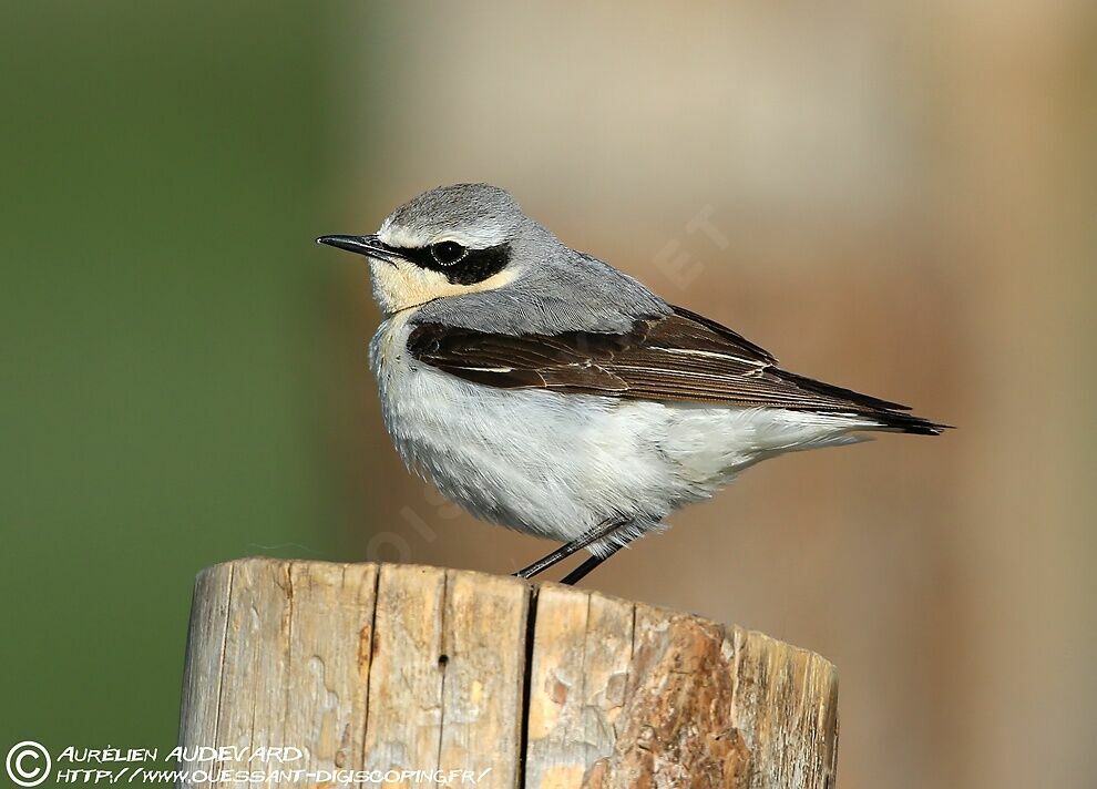 Northern Wheatear male adult breeding