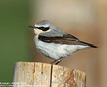 Northern Wheatear