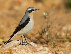 Northern Wheatear