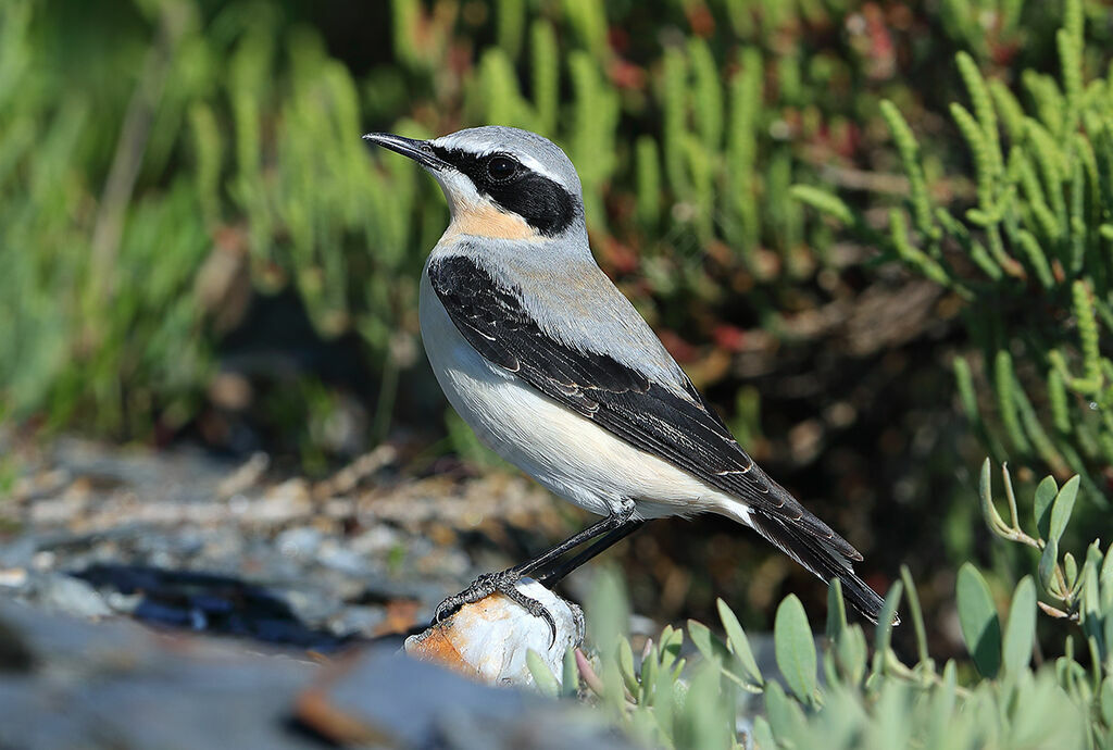 Northern Wheatear male adult breeding, identification