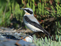 Northern Wheatear