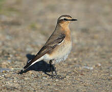 Northern Wheatear