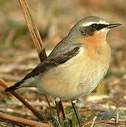 Northern Wheatear