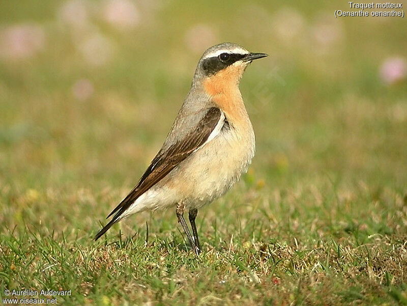 Northern Wheatear