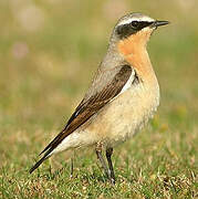 Northern Wheatear