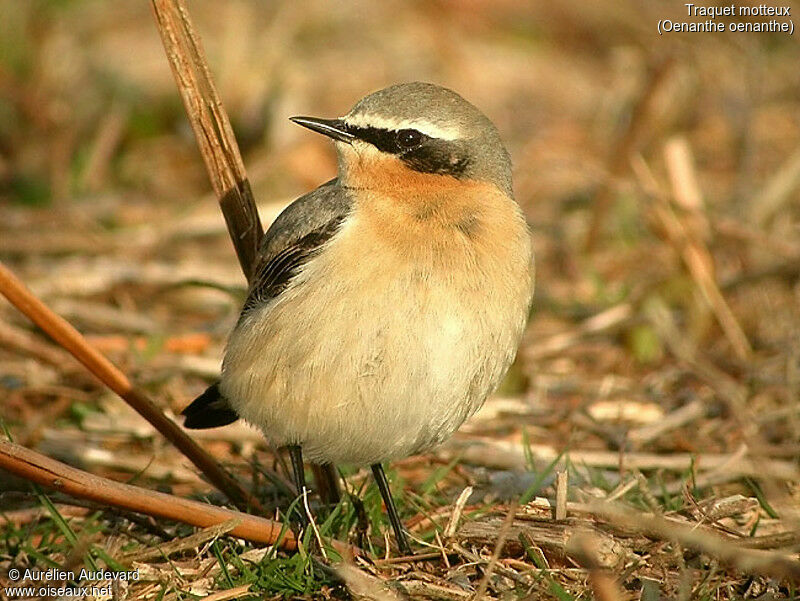 Northern Wheatear