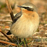 Northern Wheatear