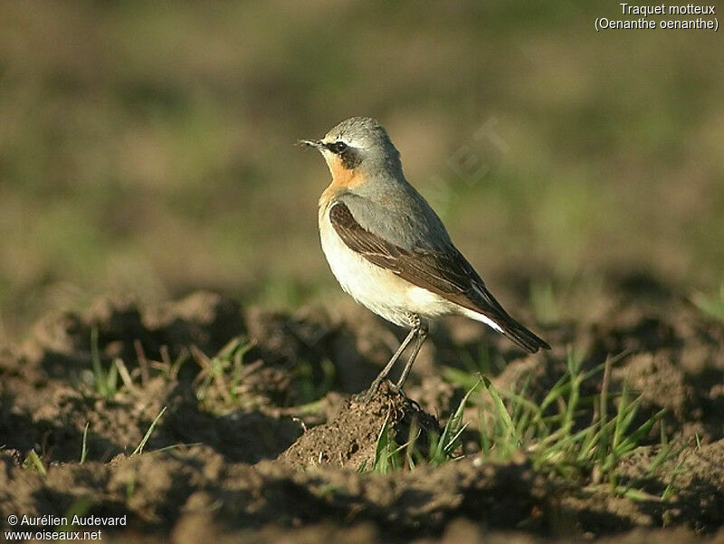 Northern Wheatear