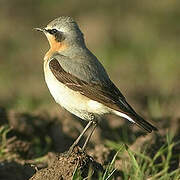 Northern Wheatear