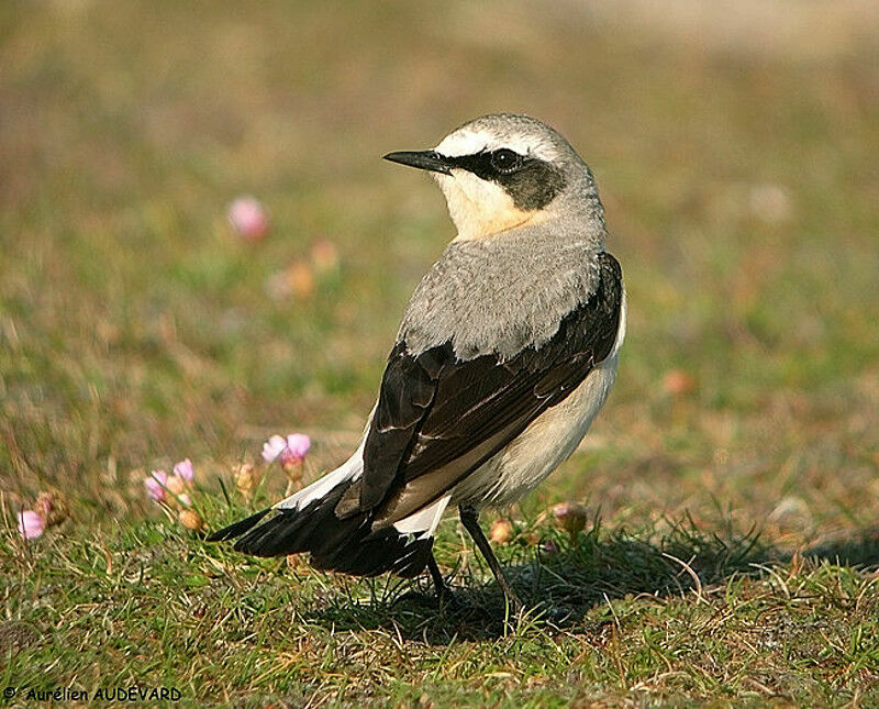 Northern Wheatear