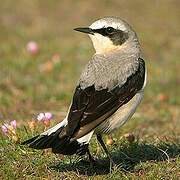 Northern Wheatear