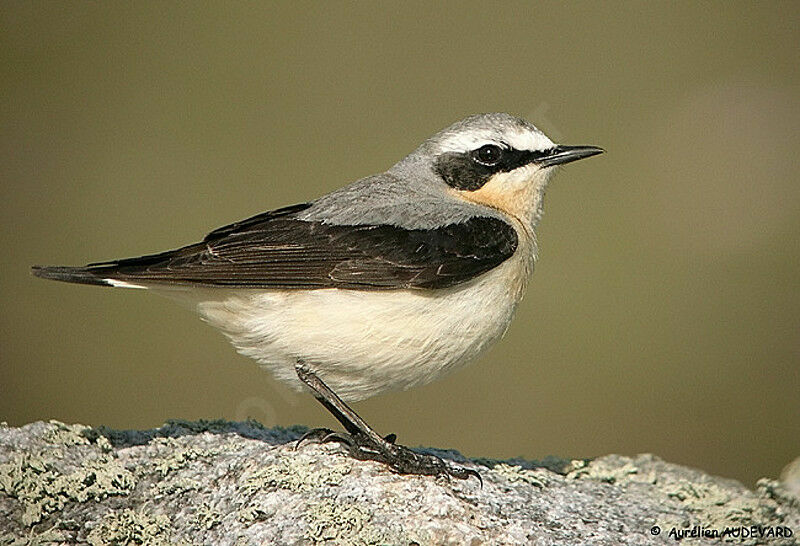 Northern Wheatear